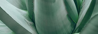 Blue Agave Inulin