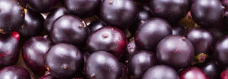 Açai fruit extract