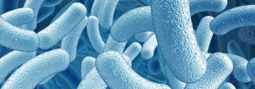 Bacillus coagulans BC99